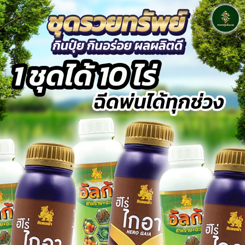 อัลก้า + ไกอา - Image 3