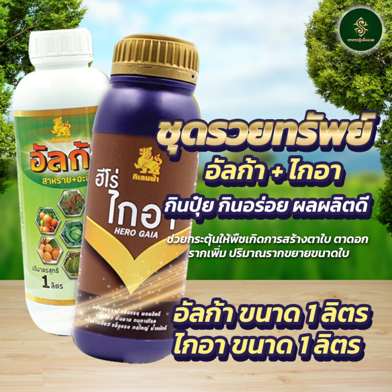 อัลก้า + ไกอา